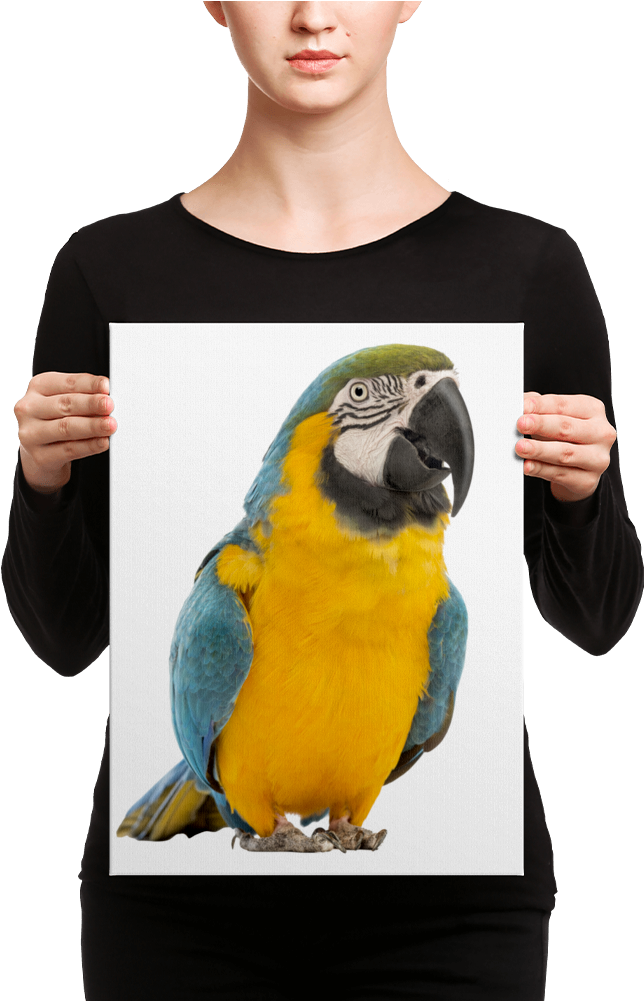 Macaw Canvas - Canvas (1000x1000), Png Download