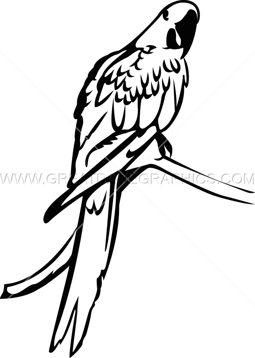 Macaw Clipart Hyacinth Macaw - Hyacinth Macaw Black And White (825x1159), Png Download