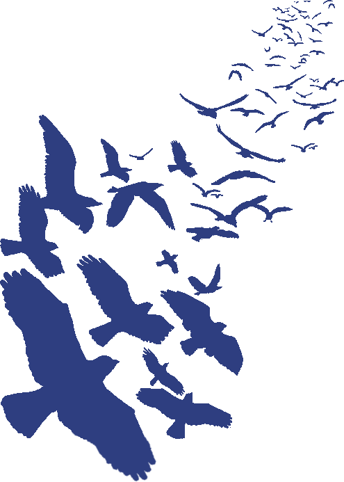 Ravencoin Logo - Flock Of Birds Drawing (495x693), Png Download