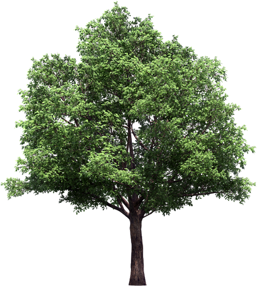 Vector Trees Plan Png - Tree With No Background (620x620), Png Download