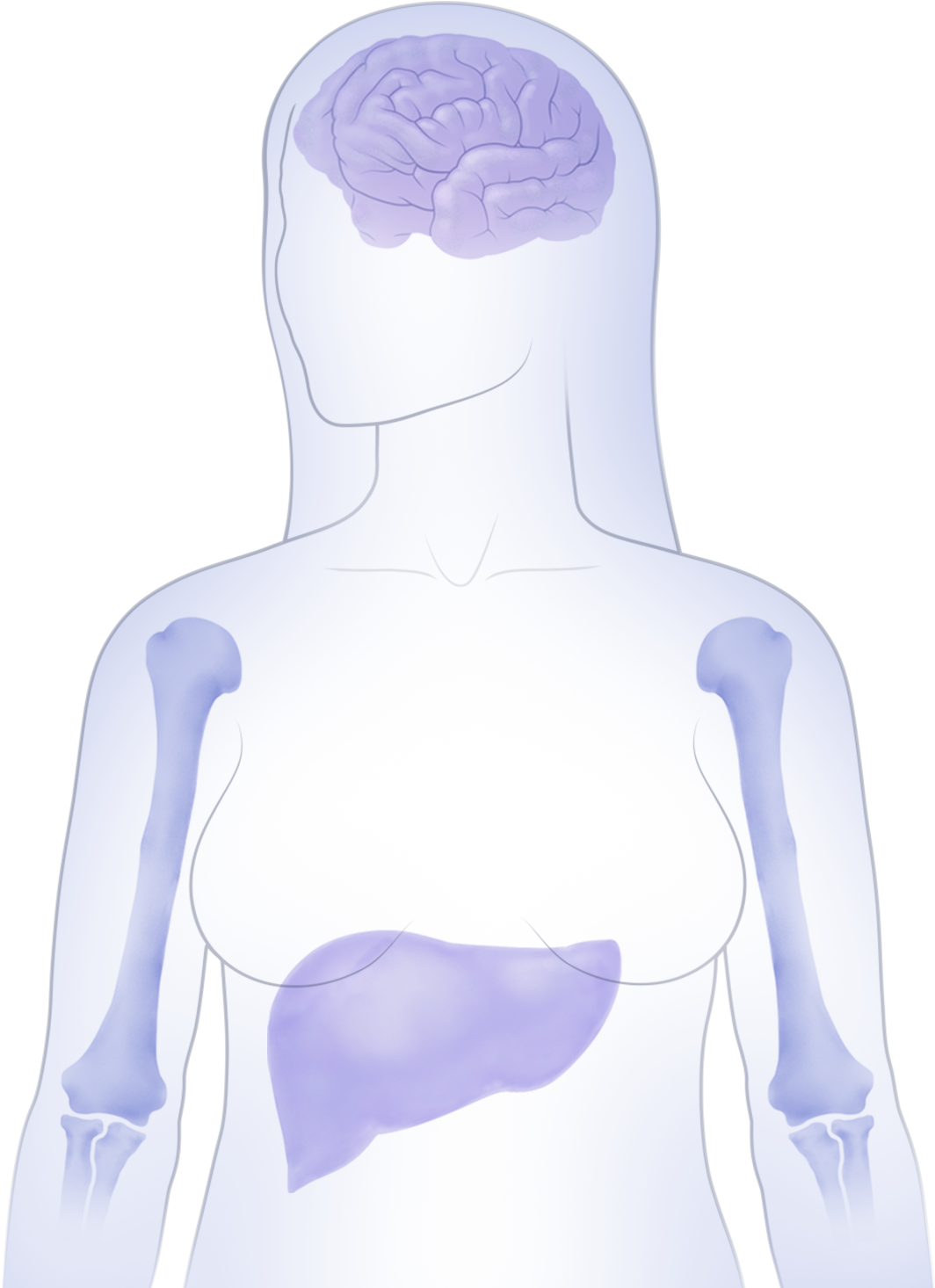 Learn How Ibrance Works - Spandex (1064x1472), Png Download