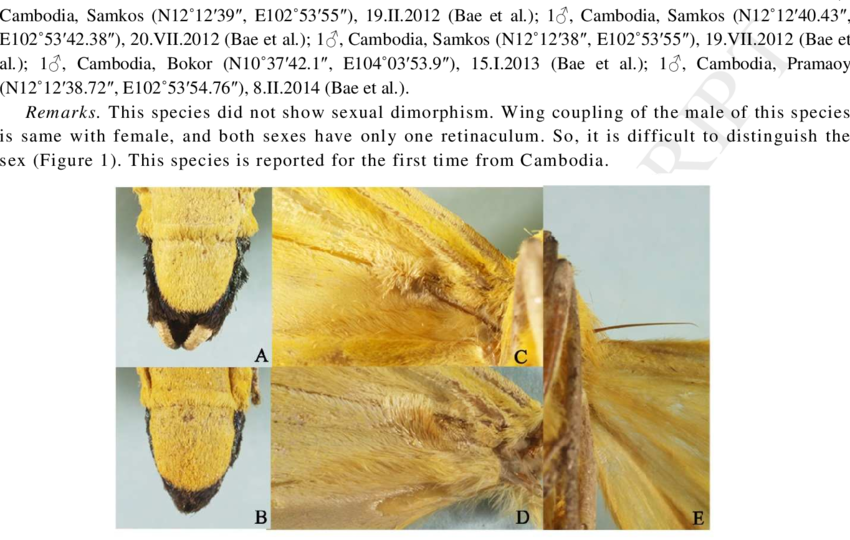 Abdomen And Wing Coupling Of Agape Chloropyga - Frenulum Moth (850x540), Png Download