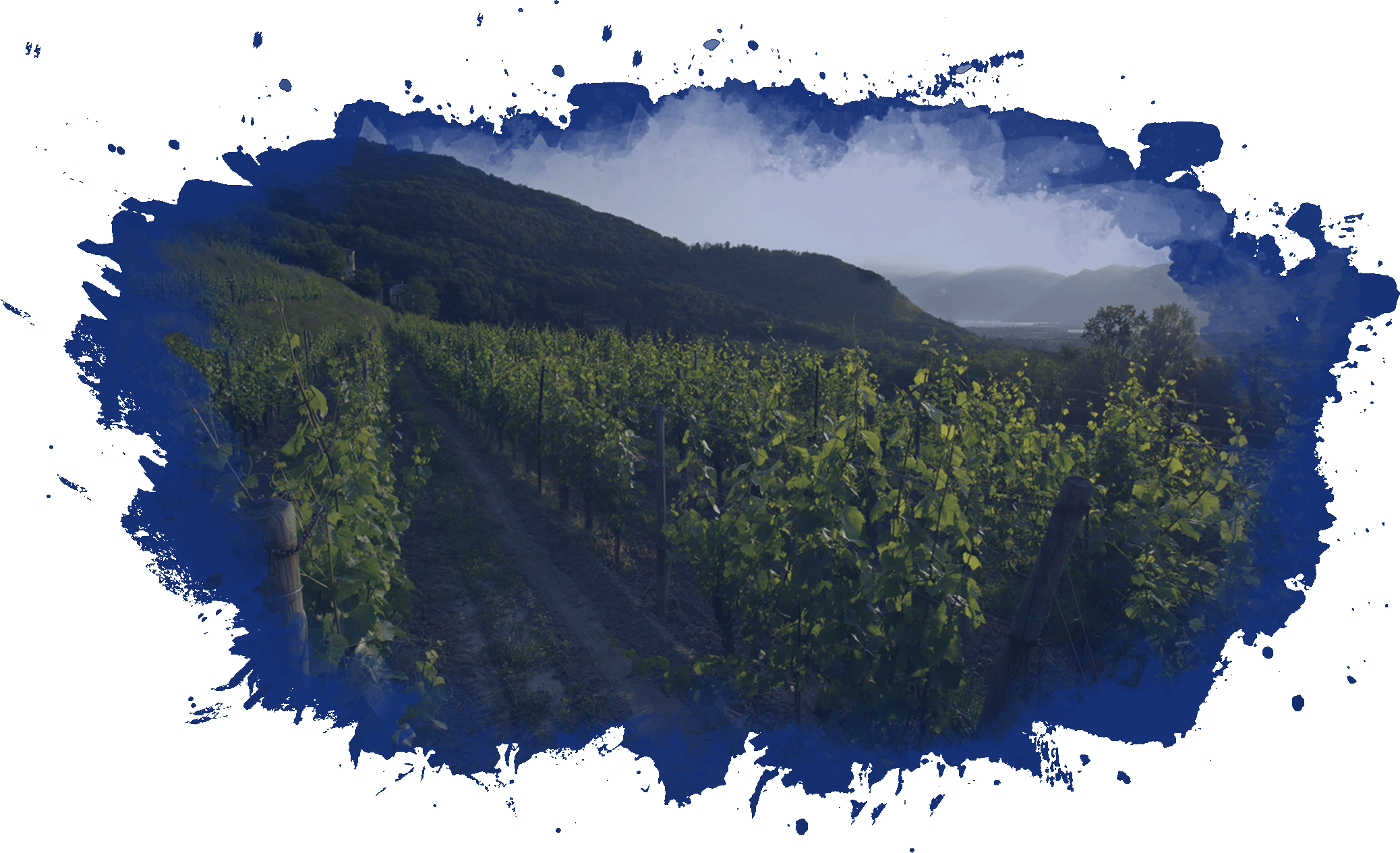 Natural, Long-lived And Above All, Italian - Shortleaf Black Spruce (2076x1264), Png Download