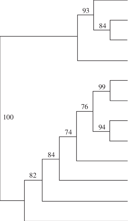 Maximum Likelihood Bootstrap Tree Showing Clades Supported - Diagram (486x840), Png Download