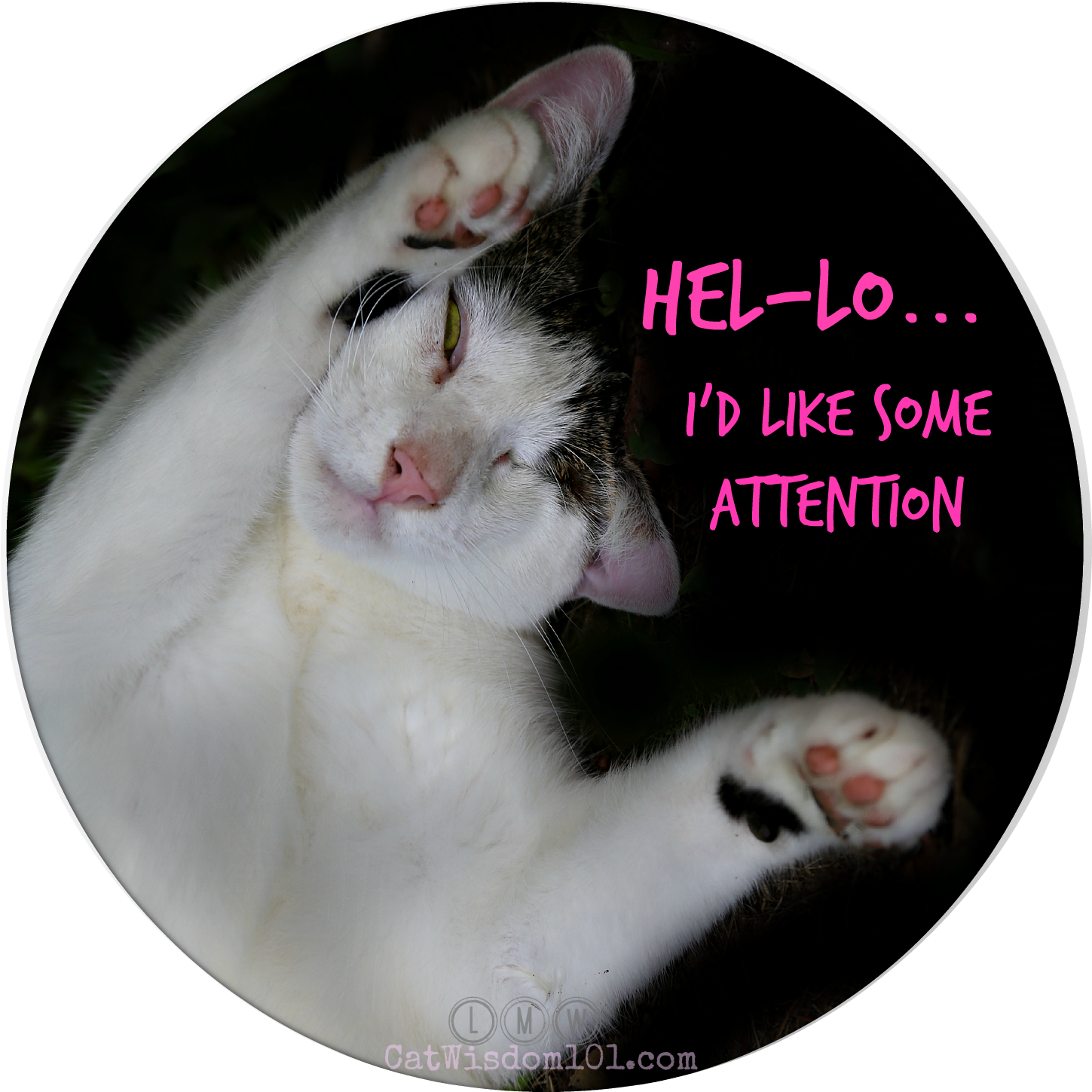 Odin Funny Cat Attention - Domestic Short-haired Cat (1448x1461), Png Download