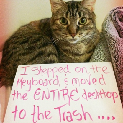 21 Hilarious Photos Of Cats Being Shamed For Their - Cat (640x494), Png Download