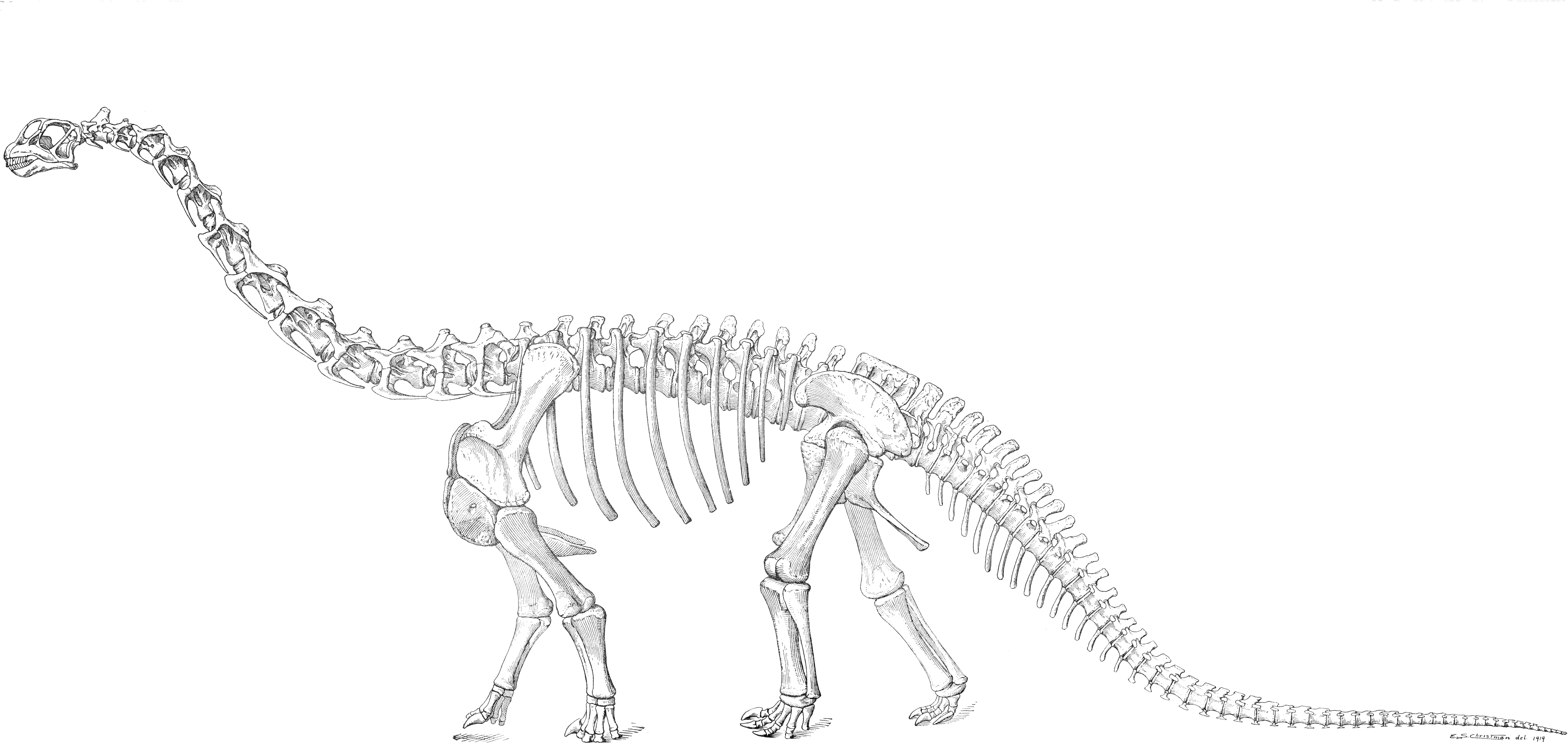 Drawings And Model Of A Camarasaurus Prepared For Osborn - Camarasaurus Skeleton (7725x3659), Png Download