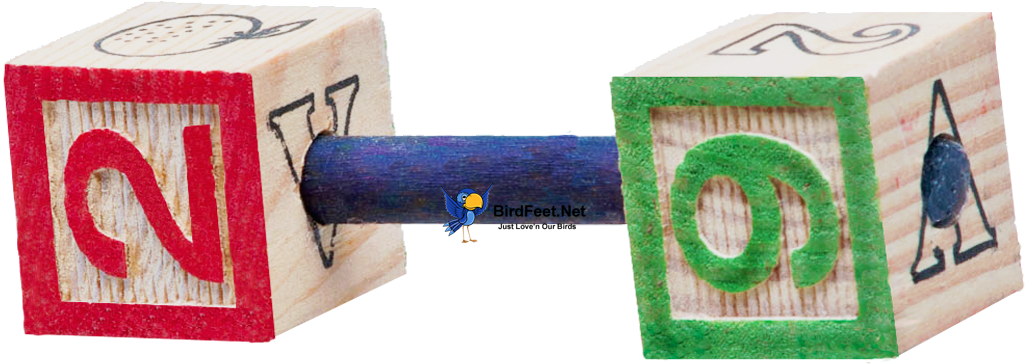 Superbird, Abc Blocks Barbell, For Pet Birds - Wood (1024x484), Png Download