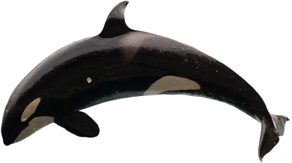 Killer Whale - Killer Whales Without Background (1024x609), Png Download