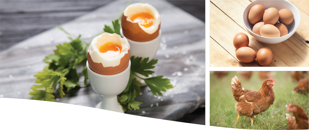 I Only Trust Toplay - Egg (1000x420), Png Download