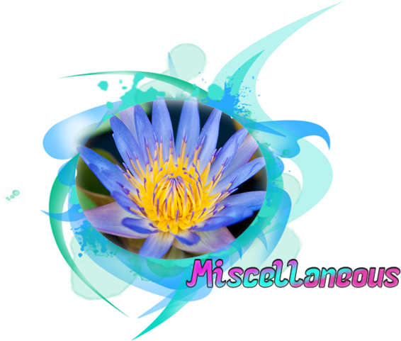 The Bookworm's Solace Zamy's Lily Pad - Illustration (800x500), Png Download