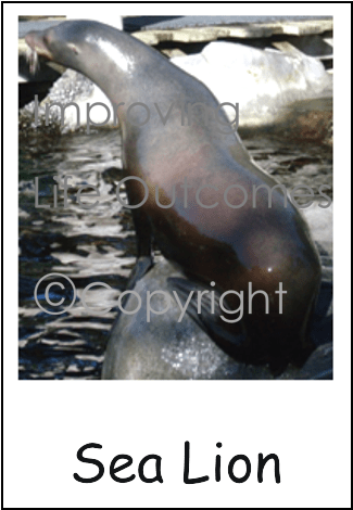 California Sea Lion (750x750), Png Download