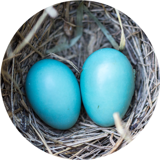 Blue Eggs In Nest - Egg (576x576), Png Download