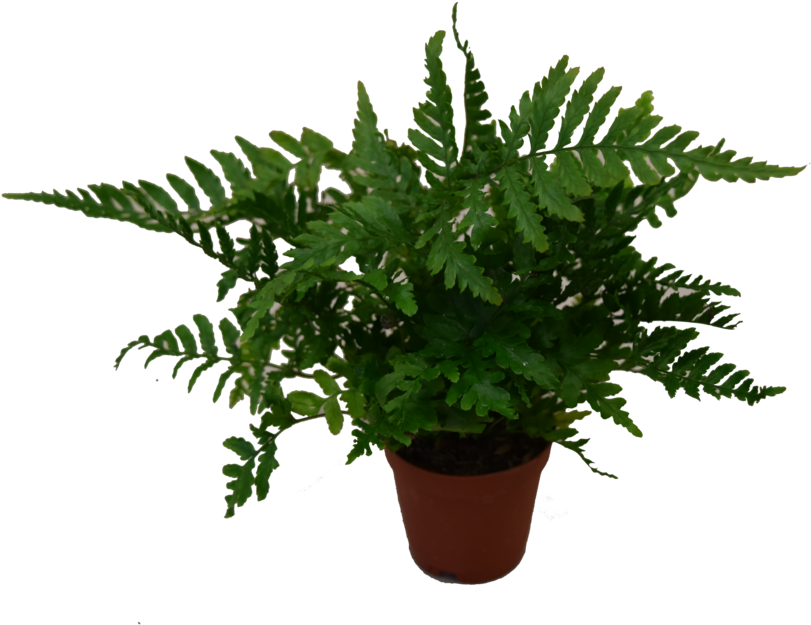 Mini Plants - Houseplant (1000x667), Png Download