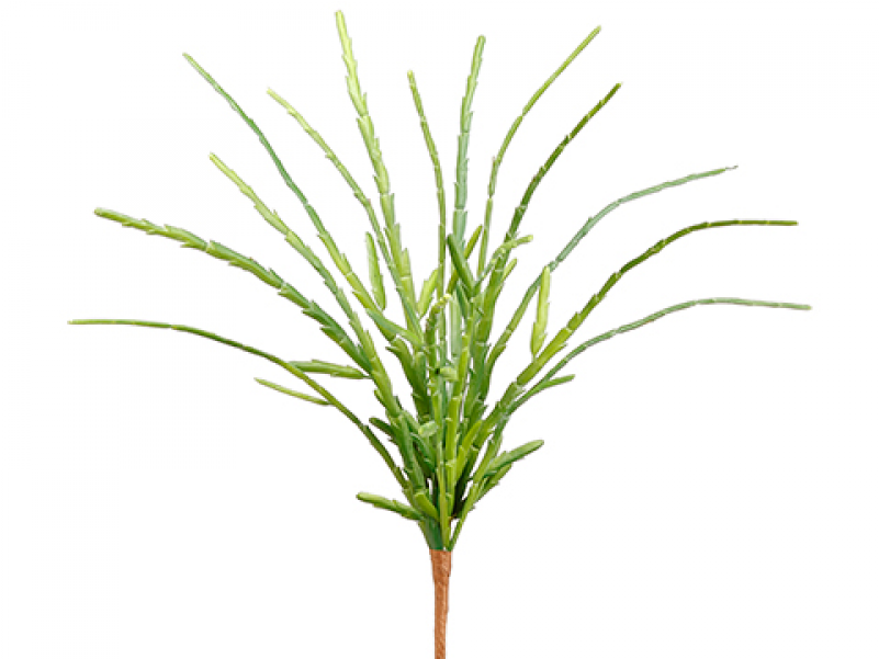 13" Pencil Cactus Bush Green - Grass (800x800), Png Download