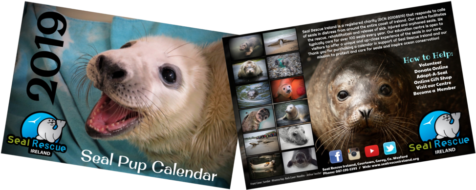 Now Half Price Our 2019 Calendar Is Now Only €5 - Two-toed Sloth (1000x419), Png Download