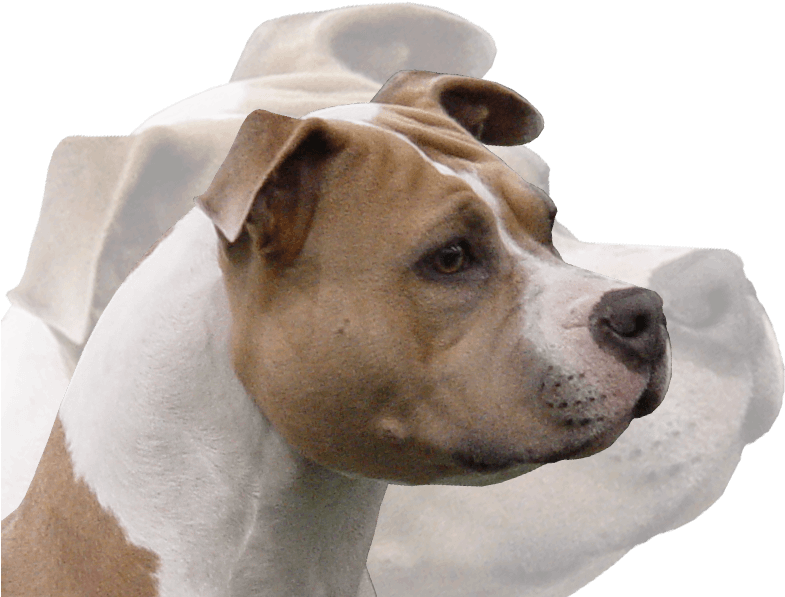 Photos - - Companion Dog (793x600), Png Download