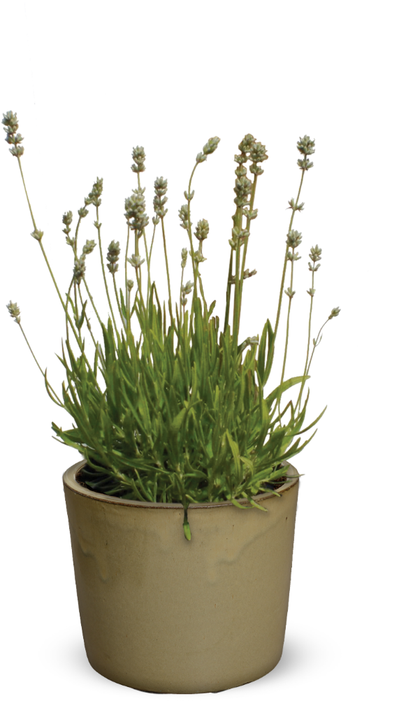 Flowerpot (825x1080), Png Download