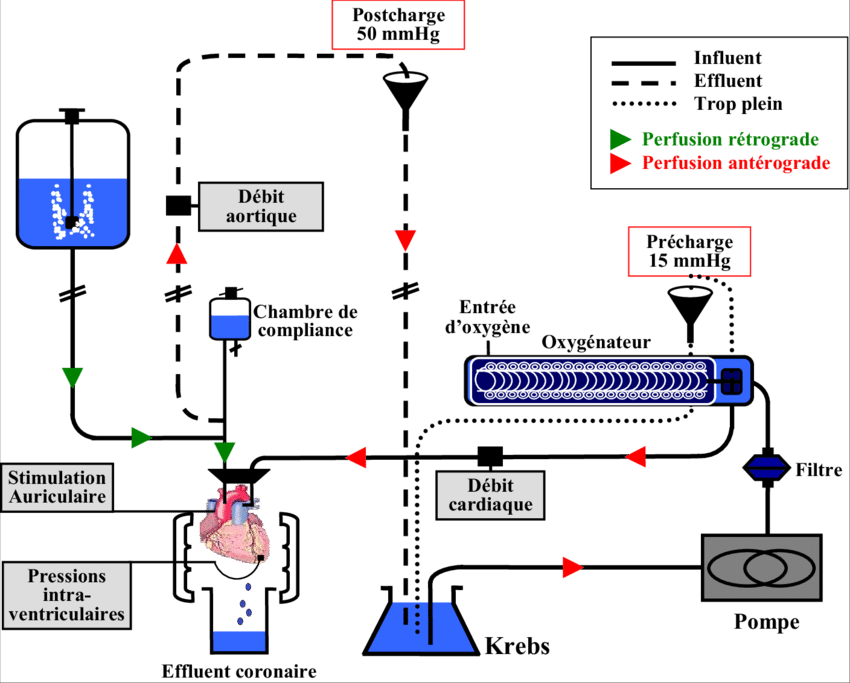Schéma Représentant Le Système De Coeur Isolé Perfusé - Diagram (850x683), Png Download