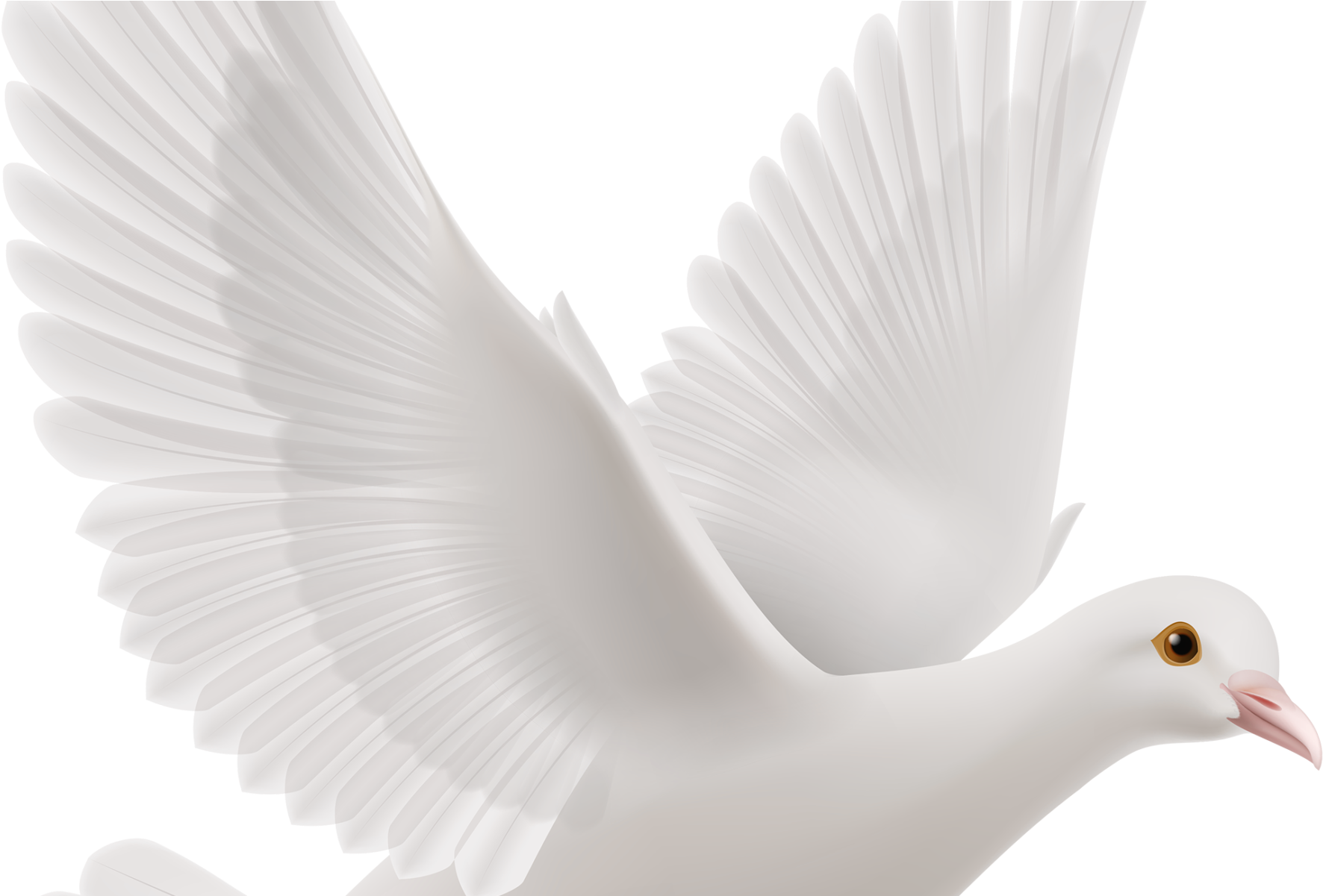 Website Integration And Updates - Water Bird (2000x1200), Png Download
