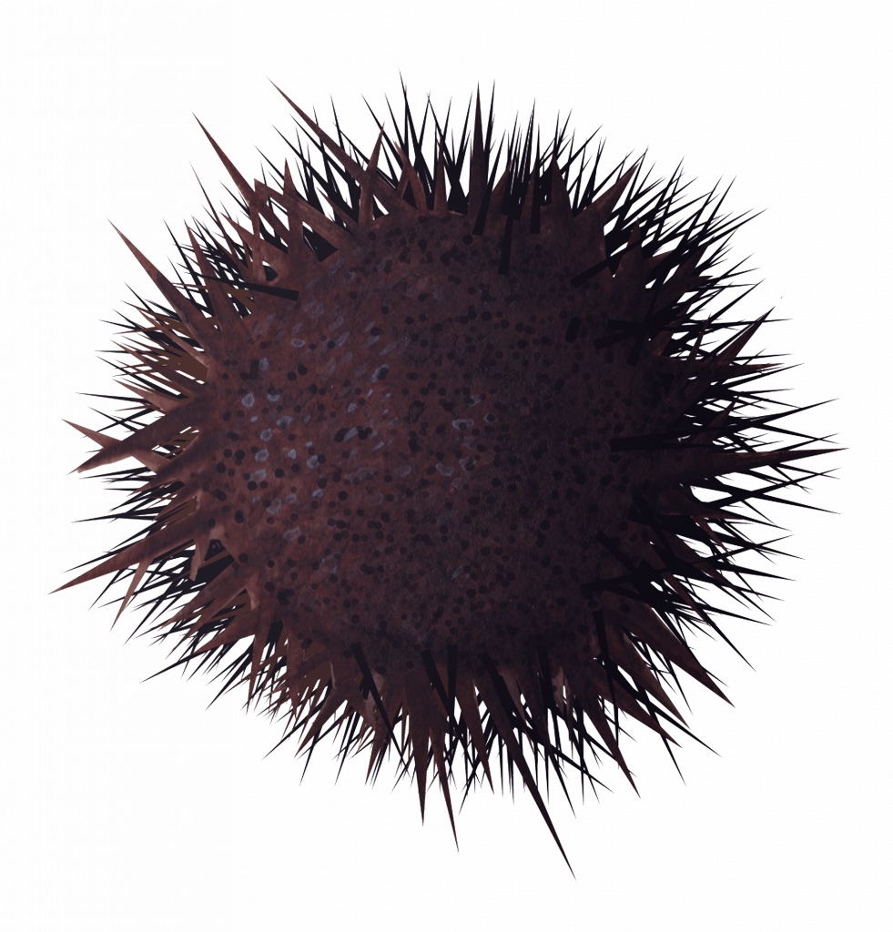 Stony Sea Urchin - Sea Urchin (981x1024), Png Download
