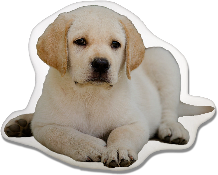 Dog Pillow Pawjoy - Labrador Retriever (1000x718), Png Download