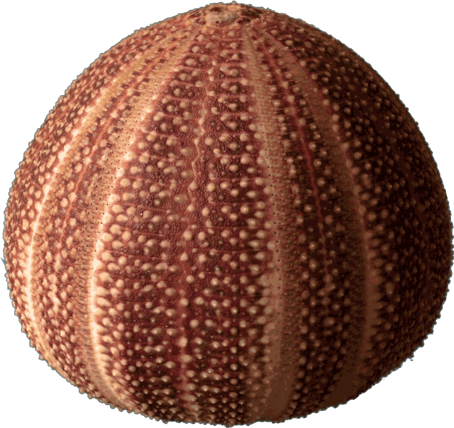 Sea Urchin Strongylocentrotus Franciscanus - Echinoderm Skeleton (1000x928), Png Download