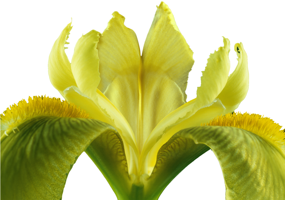 Iris, Isolated, Blossom, Bloom, Plant, Yellow Flowers - Iris (960x688), Png Download