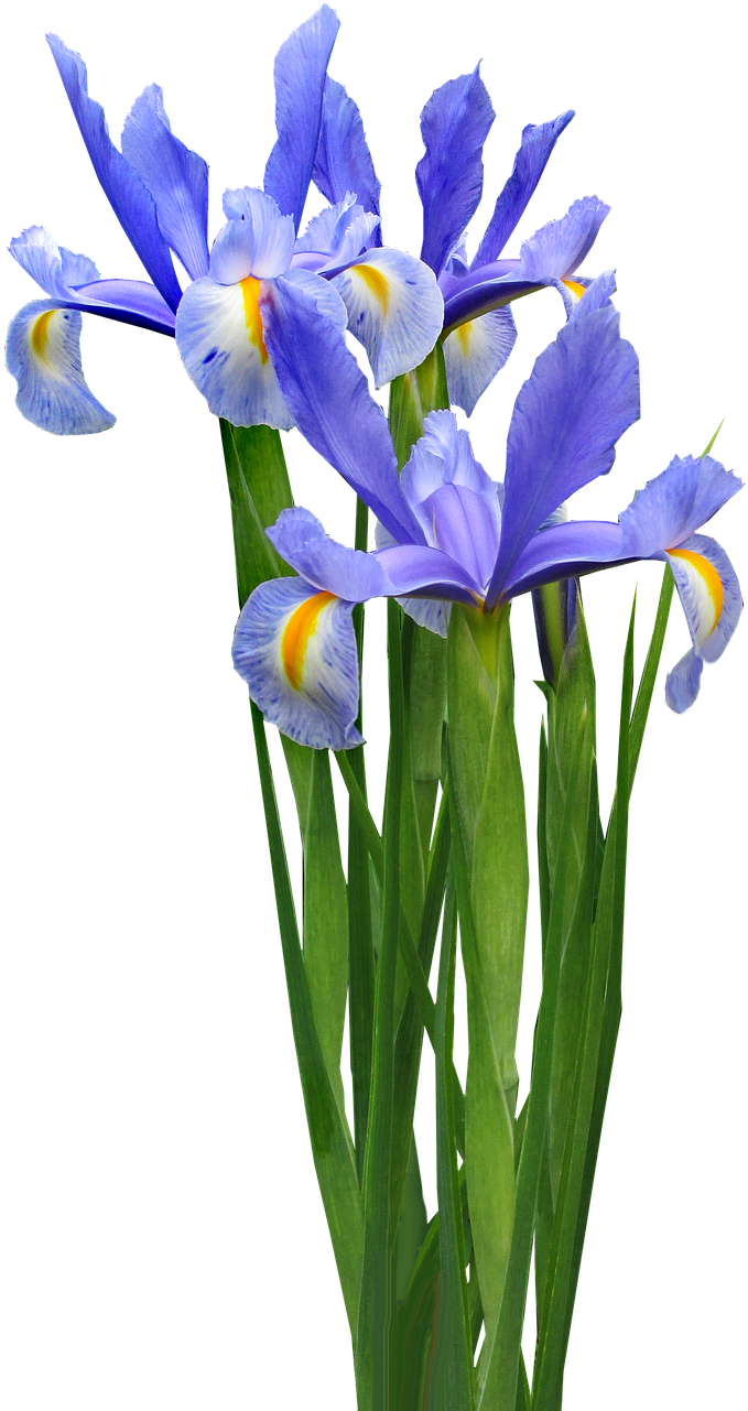 Dutch Iris Plant Bulb - Transparent Iris Flower Png (720x1280), Png Download