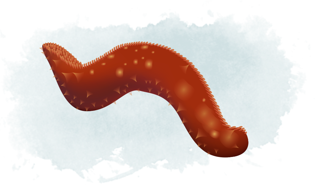 Sea Cucumber And Urchin - Insect (1096x614), Png Download