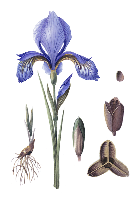 Iris Albicans (472x760), Png Download