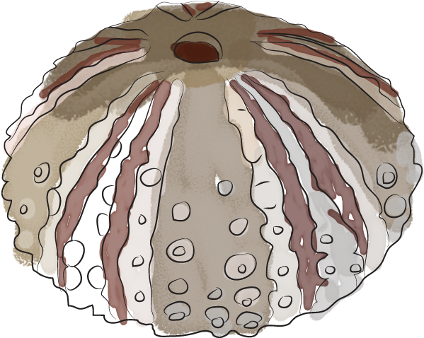 Sea Urchins - Illustration (736x589), Png Download
