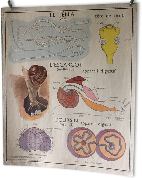 Displays Educational Vintage - School (720x720), Png Download