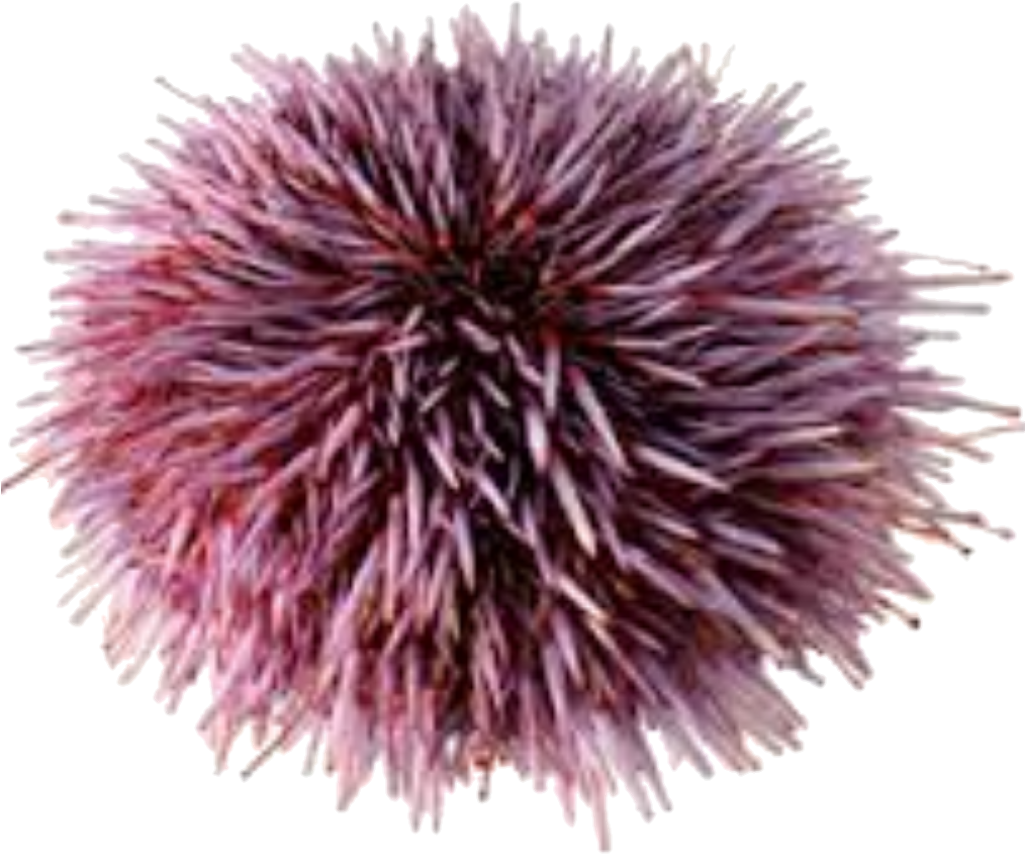 Download Sea Urchin No Background Png Image With No Background Pngkey Com