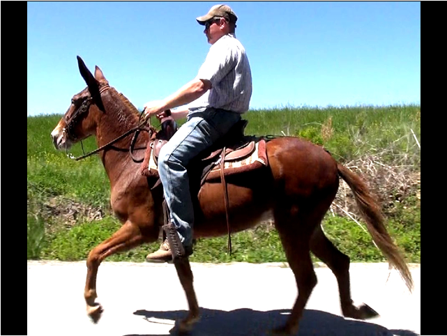 Movie Snapshot - Stallion (944x803), Png Download