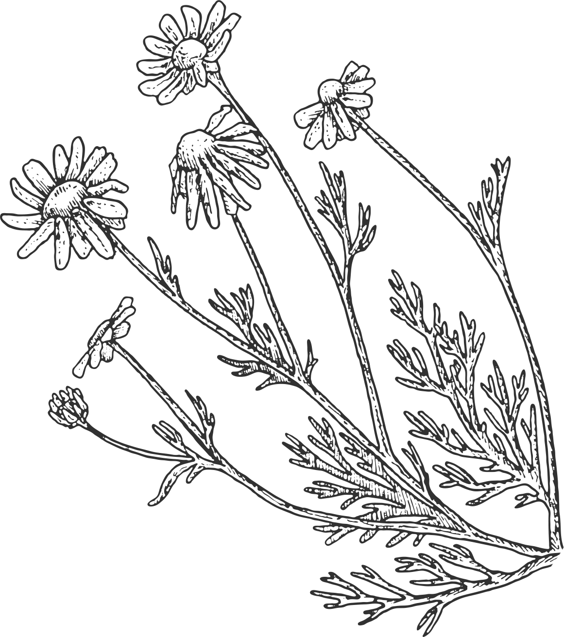 Chamomile Leaves Art - Chamomile Leaf Drawing (1161x1312), Png Download