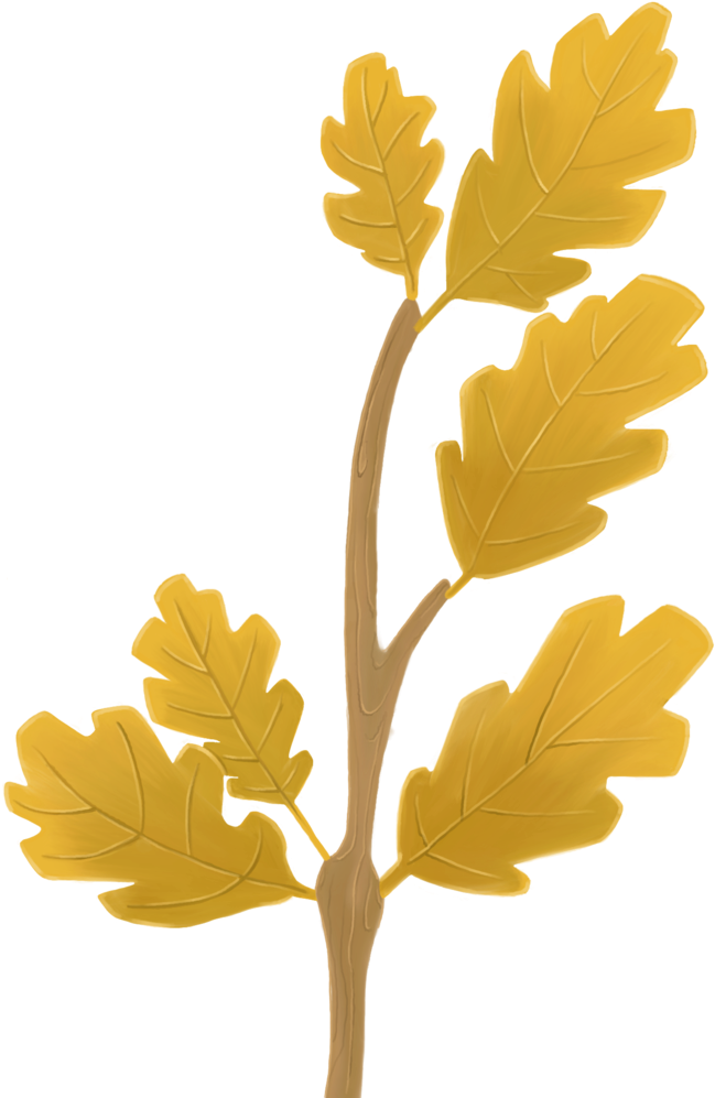 Leaf And Flower Textures For The Different Variants - Euryops Pectinatus (1000x1000), Png Download