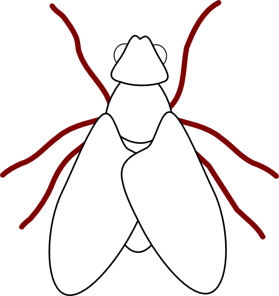 Fly Line Drawing Svg Clip Arts 564 X 597 Px (564x597), Png Download