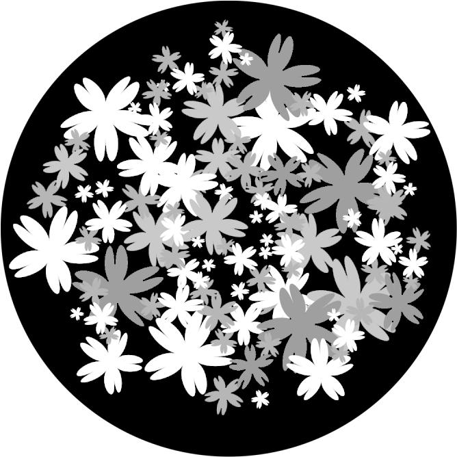 Apollo Design 6133 Bed Of Flowers B&w Superresolution - African Daisy (800x800), Png Download