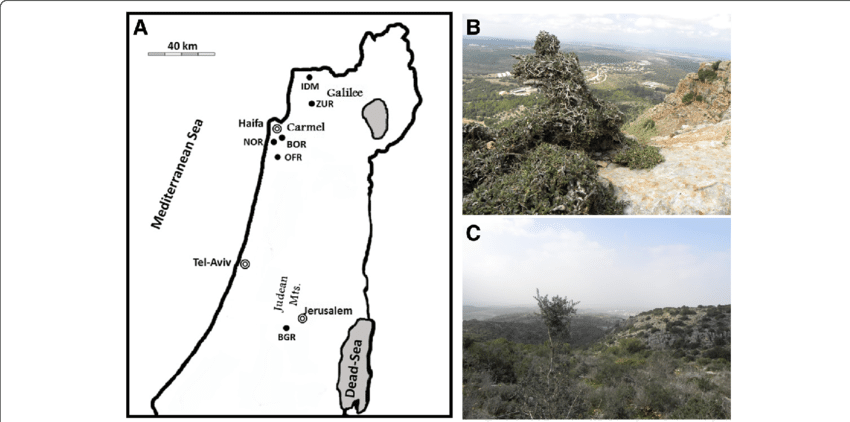 Location Of The Six Naturally Growing Olive Populations - Outcrop (850x422), Png Download