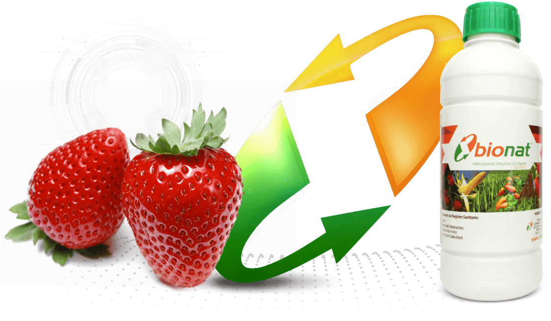 Fresa - توت فرنگی به انگلیسی (1172x698), Png Download