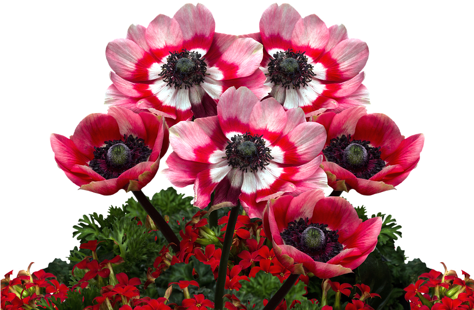 Poppies, Poppy, Mohngewaechs, Poppy Flower, Red Poppy - Poppies Png (960x639), Png Download