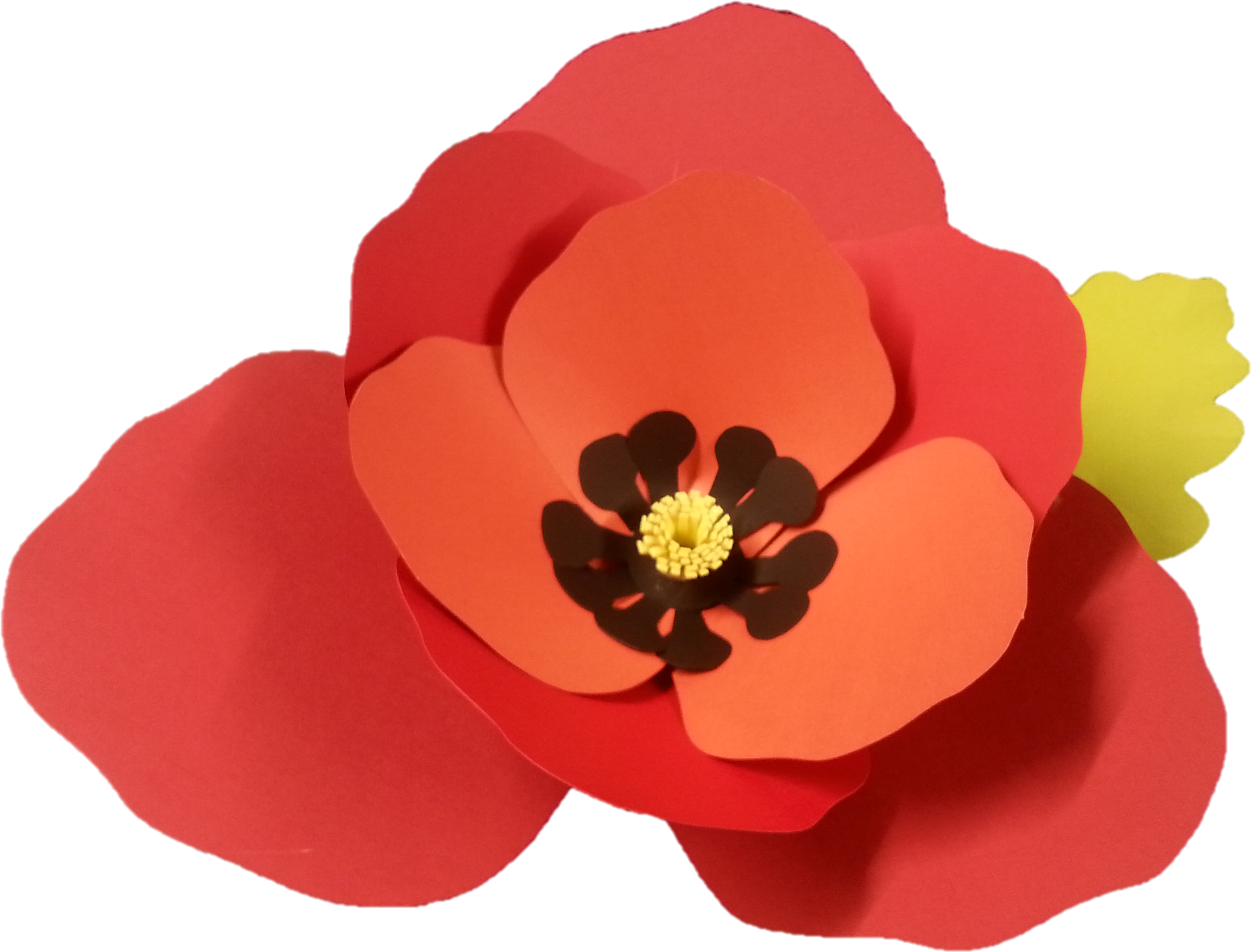 Poppy - Corn Poppy (3264x2448), Png Download