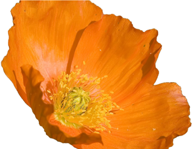Poppy Clipart Orange Poppy - California Poppy Flower Png (640x480), Png Download