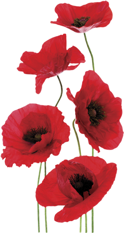 Wall Art Sticker Sublime Fragrances - Remembrance Day (1000x751), Png Download
