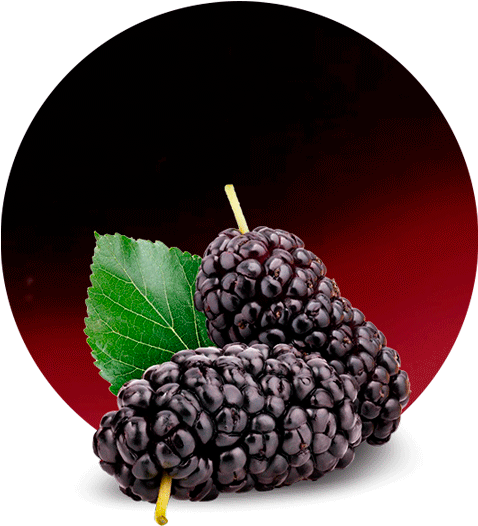 Cranberry Concentrate - Mulberry Png (536x595), Png Download