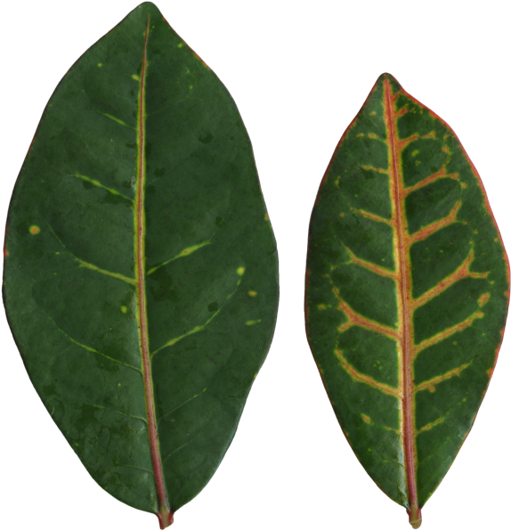 Bud (600x600), Png Download