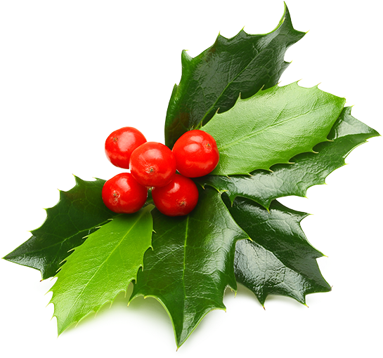 Holly - Hollyleaf Cherry (600x553), Png Download