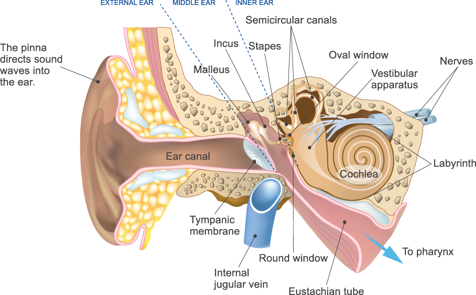 Types Of Hearing Loss - Nerve Of The Ear (950x590), Png Download