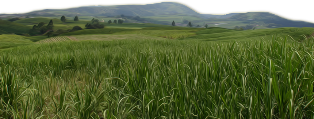 Sugar Cane Png Source - De Juan Viñas (1024x389), Png Download